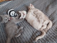 British shorthair 2 buçuk aylık dişi yavru nadir renk