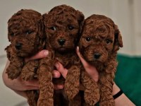 Teacup boy red brown toy poodle bebekler