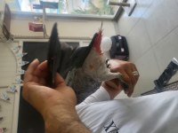 6 aylık bebek jako foktor
