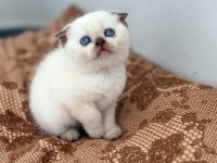Scottish fold kedimiz