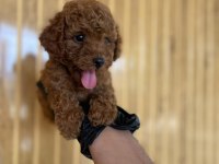 Toy Poodle Bebekler Referans Yavru