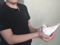 Evcil yavru sultan papağanlar