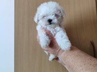 Maltese Terrier Adrese Teslim, Kapıda Ödeme Yapabilirsiniz