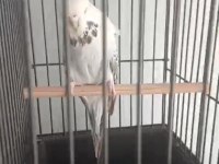 Kuşlarımız için ciddi alıcılar yazsın