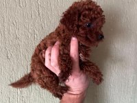 Toy Poodle Kore
