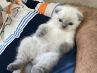 Ayı Surat Scottish Fold Bebekler