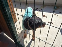 Acil ücretsiz sahiplendirme rottweiler