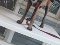 Belçika kurdu malinois köpeği