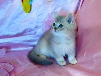 British shorthair erkek yeni evini arıyor