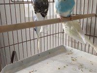 Çıtır çıtır sıcak sıcak imalattan halka muhabbet kuşlar