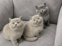 British Shorthair (Gri - Lilac Renk)