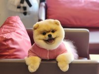 Türkiyede Ki En İyi Dişi Pomeranian