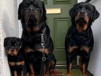 Muhteşem rottweiler bebekler güvenli kapıya teslim