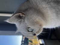 Çok özel british shorthair kızımız sahiplendirilecektir