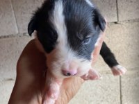Orijinal border collie yavrular