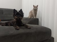 Uygun dişi yorki
