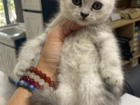 British shorthair kızım sahiplendirilecektir