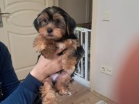3.5 aylık yorkshire terrier bebeklerimiz