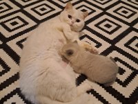 10 Mart doğumlu scottish fold yeni ailesini arıyor