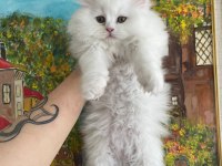 AYI YAVRUSU POFUDUK SAFKAN CHİNCHİLLA EN KALİTELİ UYGUNA