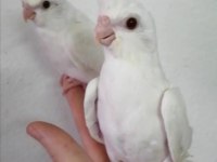 10 Günlük Pied Lutino Heavy Albino Sultan Yavrular