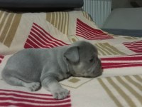 Eğzotic Compact french bulldog