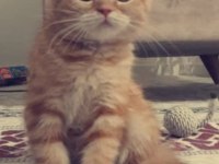 GOLDEN TABBY BRİTİSH SHORTHAİR