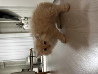 Yeni sütten kesilmiş british longhair yavrular