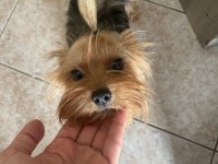 Safkan Yorkshire Terrier Dişi