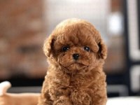 Sevgiyle Büyütülmüş Aşılı Toy Poodle Yavrular