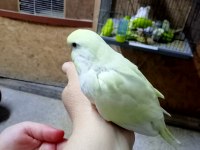 Satılık yerli muhabbet kuşu