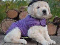 Golden Retriever Gelip Görerek Alabilirsiniz