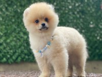 Evlerinize getirecek pomeranian boo yavrularımız hazır