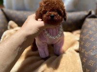 Toy Poodle Köpeği