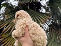 SAF KAN KORE MALTİPOO YAVRUMUZ YENİ YUVASINA HAZIR