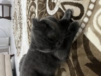 2 yaşında kısırlaştırılmış gri dişi scottish fold