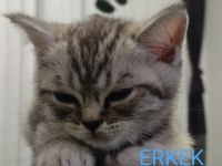 British Shorthair Silver Tabby ve Blue Point Yavrular