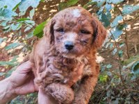 Uygun Bütçeli Harika Maltipoo Bebekler poodle gibi