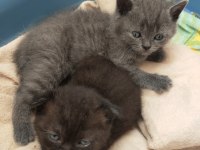 Kendi kedimin scottish fold yavruları
