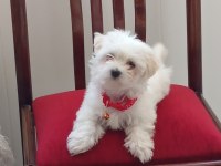 Mükemmel bir maltese yavru