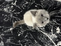 British shorthair erkek 1 yaşında