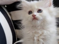 2 aylık british longhair kedimiz