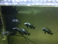 Tropheus Duboisi Masva