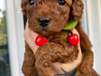 Sağlık Ve Irk Garantili Toy Poodle