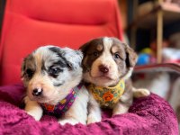 Zekasıyla Şaşırtır Sevgisiyle Isıtır Border Collie