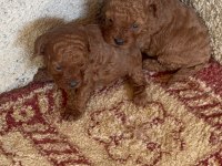Kilo garantili toy poodle kore
