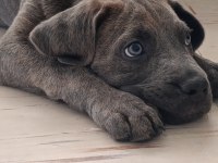 Safkan cane corso blue brindle erkek