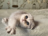 Scottish fold silver point