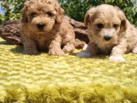 Maltipoo Yavrularımız