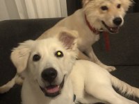 ACİL 4 AYLIK KÖPEĞİMİZ